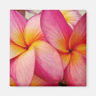 Íman Ímã do Plumeria do fulgor do rosa de Hanna