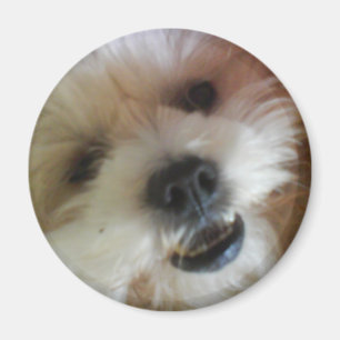 Íman Ímã do pop de Ginny