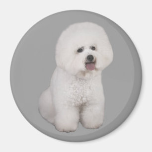 Íman Ímã do precioso de Bichon Frise