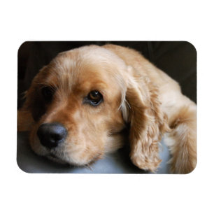 Íman Ímã do prêmio de cocker spaniel