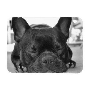 Íman Ímã do prêmio do buldogue francês