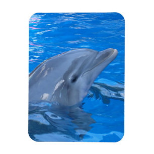 Íman Ímã do prêmio do golfinho de Bottlenose