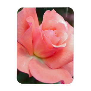 Íman Ímã do prêmio do rosa do rosa