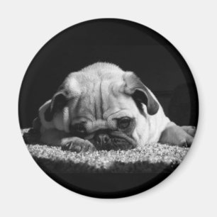 Íman Ímã do Pug