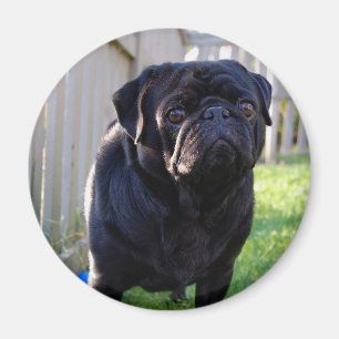 Íman Ímã do Pug