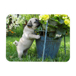 Íman Ímã do Pug e das flores