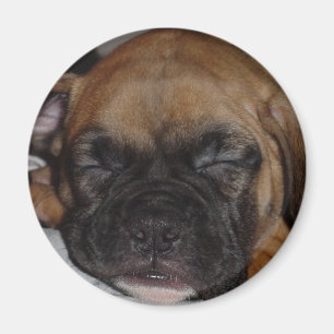 Íman Ímã do pugilista