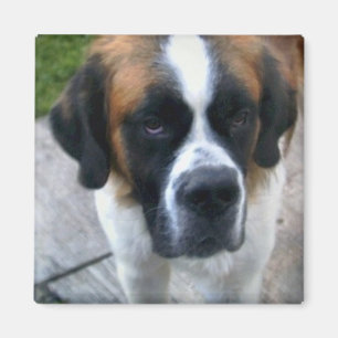 Íman Ímã do quadrado da foto de St Bernard