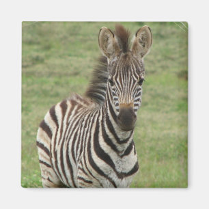 Íman Ímã do quadrado da zebra do bebê