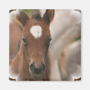 Íman Ímã do quadrado do bebê do cavalo