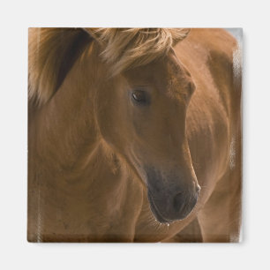 Íman Ímã do quadrado do design do cavalo da castanha