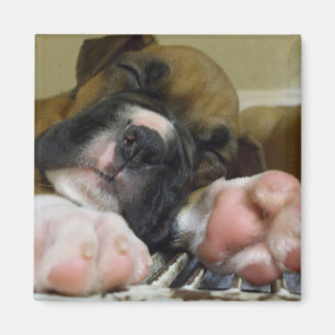 Íman Ímã do quadrado do filhote de cachorro do