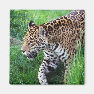 Íman Ímã do quadrado do habitat de Jaguar