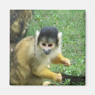 Íman Ímã do quadrado do macaco de esquilo