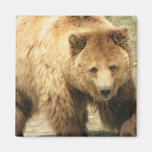 Íman Ímã do quadrado do urso de urso
