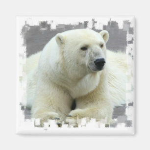 Íman Ímã do quadrado do urso polar
