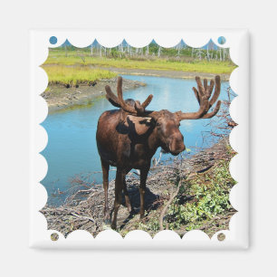 Íman Ímã do quadrado dos alces de Bull