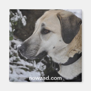 Íman Ímã do quilo do cão do salvamento de Nowzad