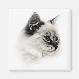 Íman ímã do ragdoll