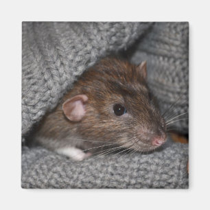 Íman Ímã do rato de Dumbo