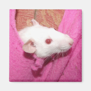 Íman Ímã do rato de Dumbo