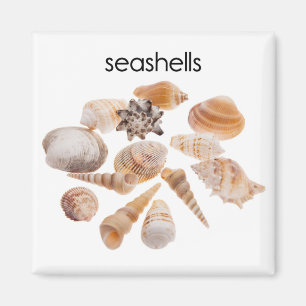 Íman Ímã do refrigerador dos Seashells