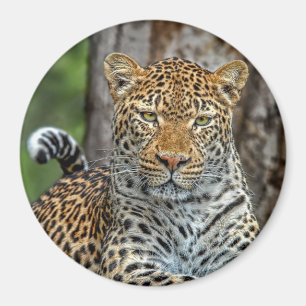 Íman Ímã do retrato do leopardo