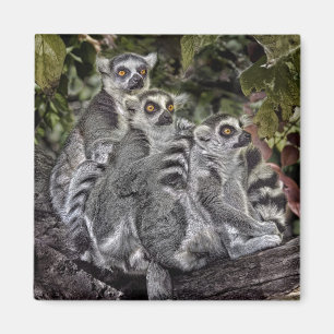 Íman Ímã do Ringtail dos Lemurs