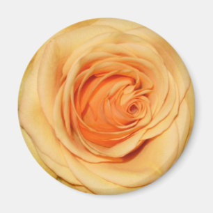 Íman Ímã do rosa amarelo