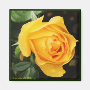 Íman "Ímã do rosa amarelo"