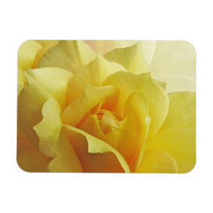 Íman Ímã do rosa amarelo