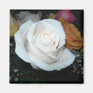 Íman ímã do rosa branco