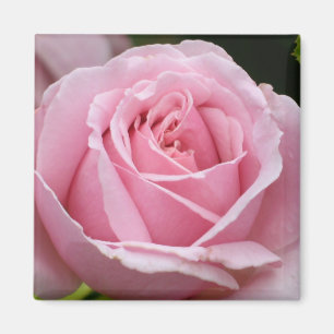 Íman Ímã do rosa do rosa