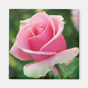 Íman Ímã do rosa do rosa