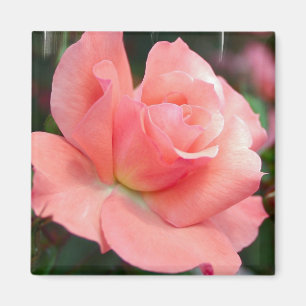 Íman Ímã do rosa do rosa
