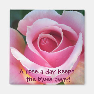 Íman Ímã do rosa do rosa