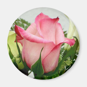 Íman Ímã do rosa do rosa