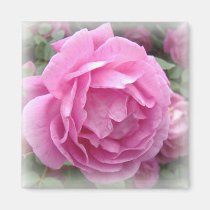 Íman Ímã do rosa do rosa