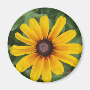 Íman Ímã do Rudbeckia