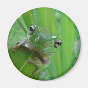 Íman Ímã do sapo