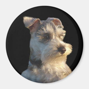 Íman Ímã do Schnauzer diminuto