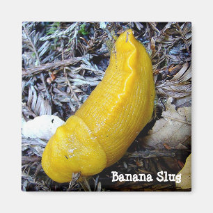 Íman Ímã do Slug da banana