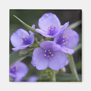 Íman Ímã do Spiderwort