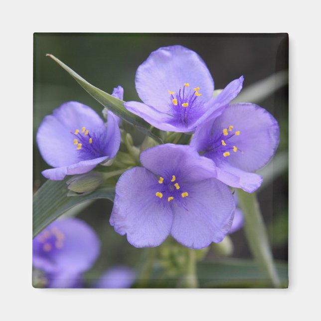 Íman Ímã do Spiderwort (Frente)
