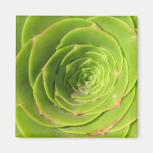 Íman Ímã do Succulent