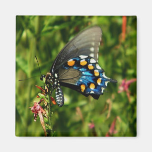 Íman ímã do swallowtail do pipevine
