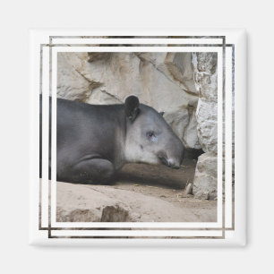 Íman Ímã do Tapir de Baird