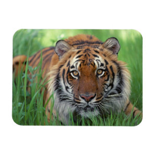 Íman Ímã do tigre
