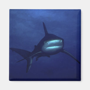 Íman Ímã do tubarão