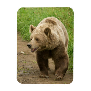 Íman Ímã do urso